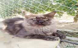 Maine Coon gatos en adopcion: Macho Maine Coon negro humo  - Imagen 1