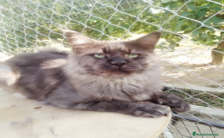 Maine Coon gatos - Anuncio 3