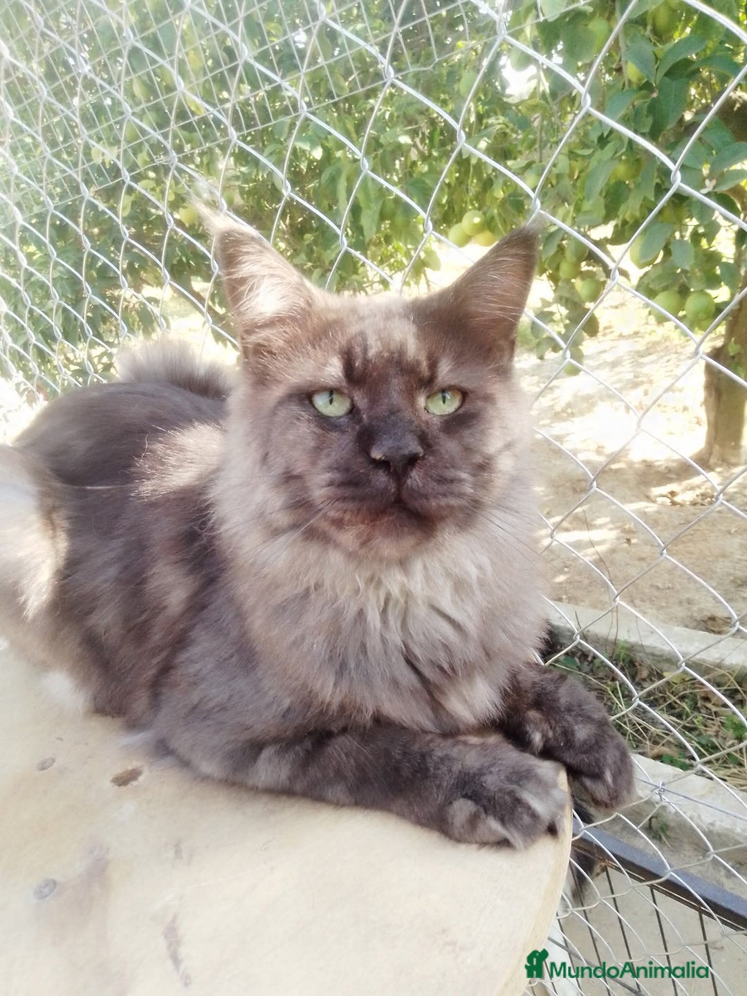Maine Coon gatos en adopcion: Macho Maine Coon negro humo  - Imagen 1