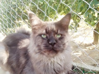 Maine Coon gatos - Anuncio 10