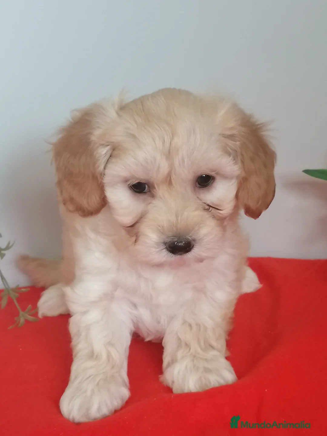 Maltipoo perros en venta: Preciosa camada de maltipoo  - Anuncio 1