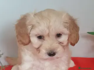 Maltipoo perros Preciosa camada de maltipoo - Anuncio 2