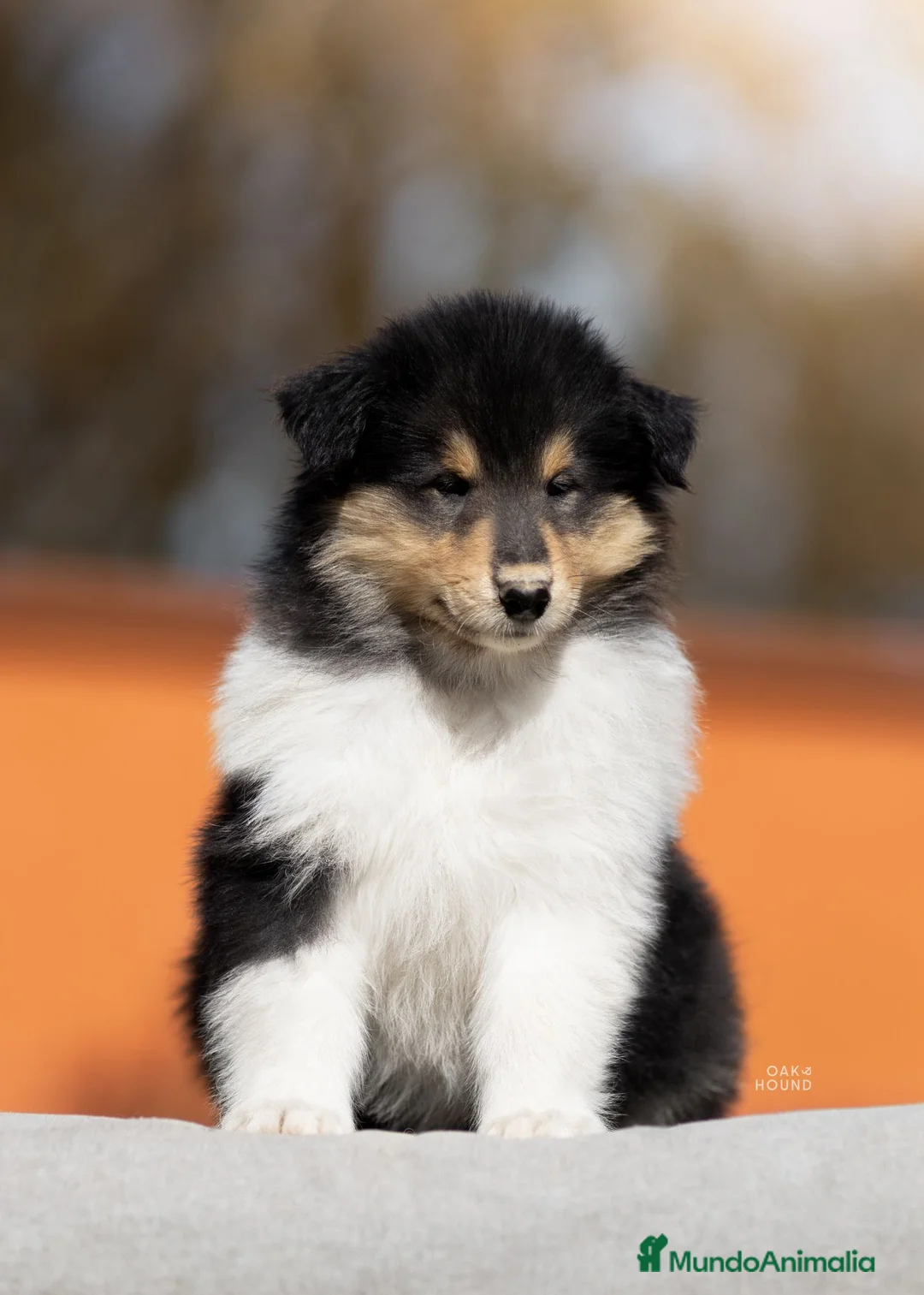 Collie de Pelo Largo perros en venta: Rough collie  - Anuncio 1