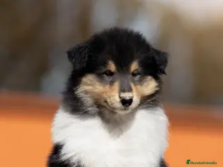 Collie de Pelo Largo perros Rough collie - Anuncio 13