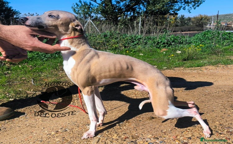 Pequeño Lebrel Italiano perros - Anuncio 1