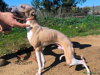 Pequeño Lebrel Italiano perros - Anuncio 2