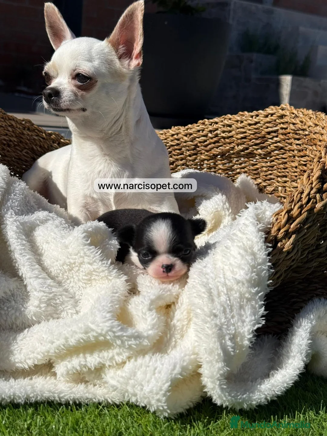 Chihuahua perros en venta: CHIHUAHUA - Anuncio 7