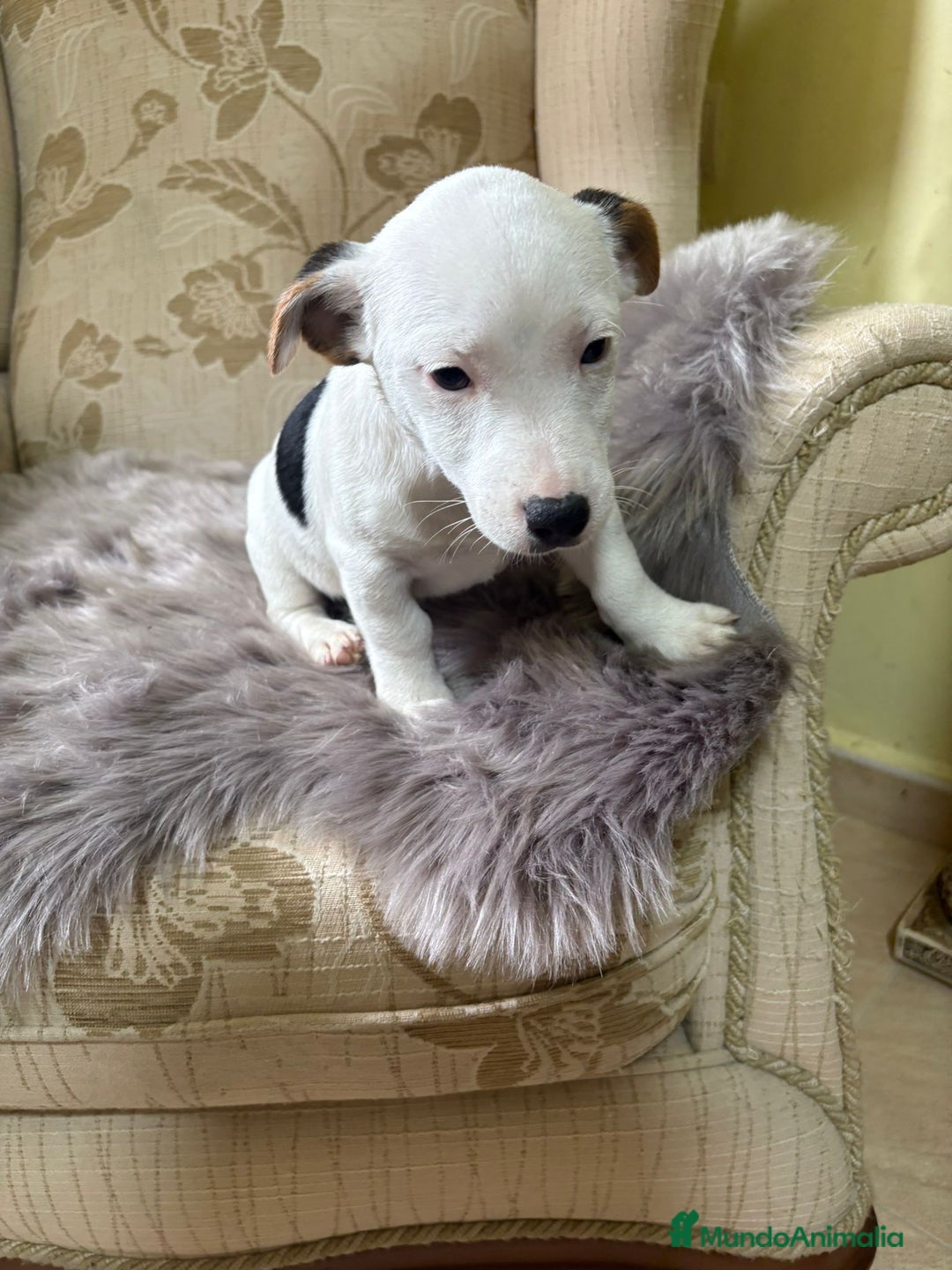 Jack Russell Terrier perros en venta: Cachorros de Jack Russell  - Imagen 34