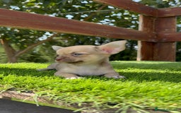 Chihuahua perros en venta: CHIHUAHUA MACHO  - Imagen 15