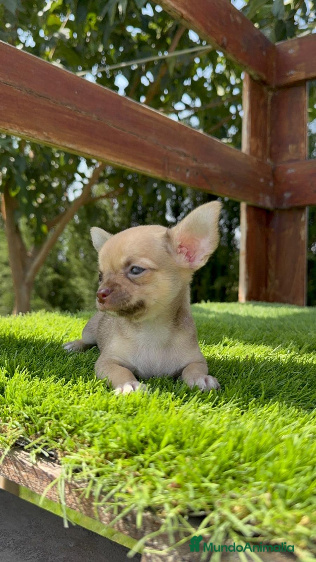 Chihuahua perros en venta: CHIHUAHUA MACHO  - Imagen 15