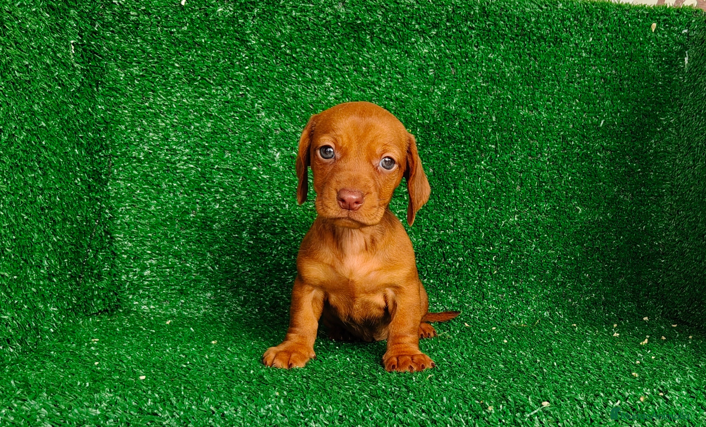 Teckel Miniatura perros Teckel miniatura - Anuncio 1