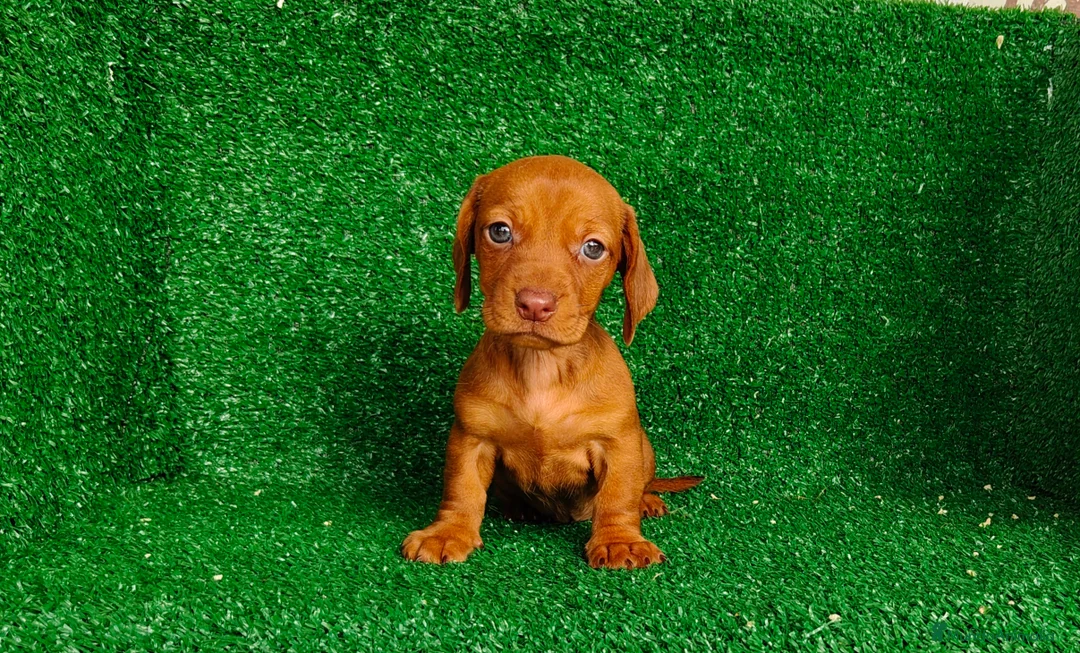 Teckel Miniatura perros en venta: Teckel miniatura - Anuncio 1