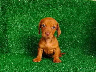 Teckel Miniatura perros Teckel miniatura - Anuncio 1