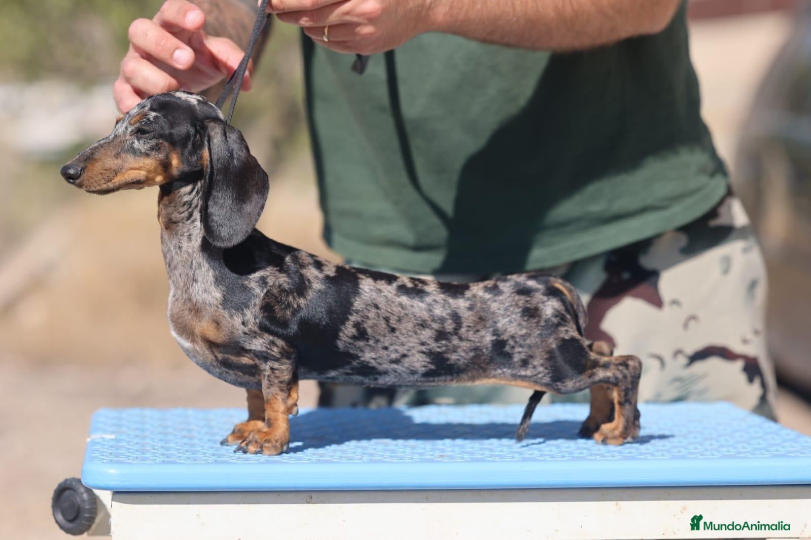 Teckel perros Preciosa hembra Teckel kaninchem arlequín plata  - Anuncio 1