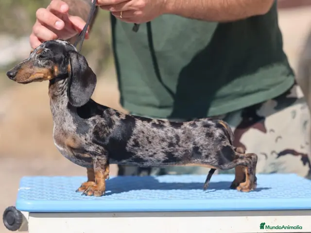 Teckel perros en venta: Espectacular camada Teckel kaninchem arlequín - Anuncio 1