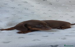 Teckel Miniatura perros en venta: Teckel chocolate kanichen hembra  - Imagen 6