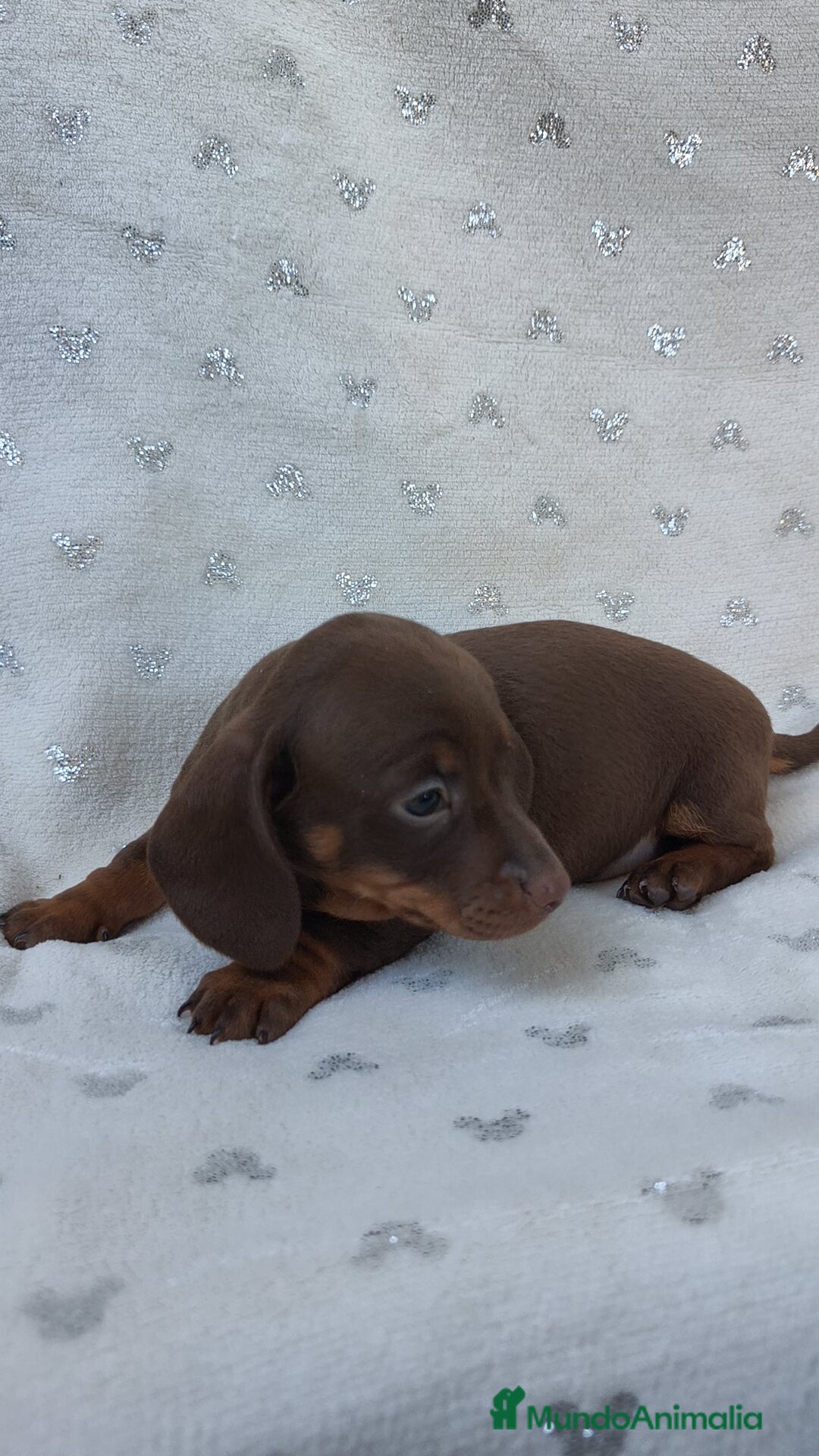 Teckel Miniatura perros en venta: Teckel chocolate kanichen hembra  - Imagen 6