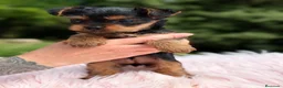 Yorkshire Terrier perros en venta: Yorkshire Toy hembra  - Anuncio 1