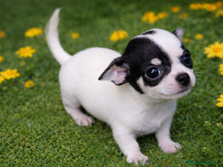 Chihuahua perros Chihuahua de altísima - Anuncio 14