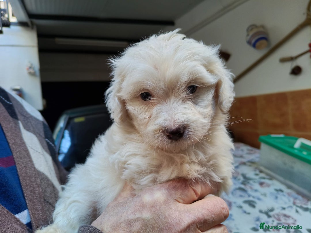 Maltipoo perros en venta: Maltipoo hembra Toy  - Anuncio 2