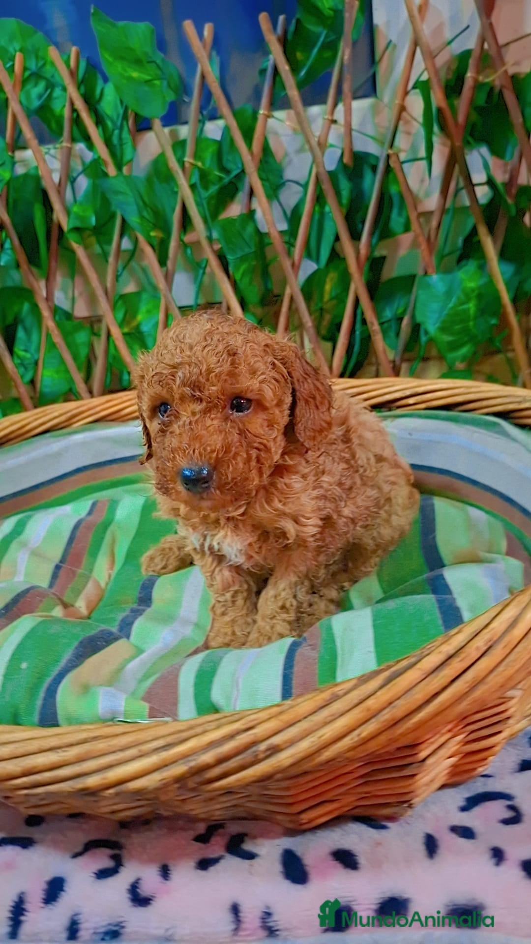 Caniche Toy perros en venta: Macho caniche toys  - Anuncio 4