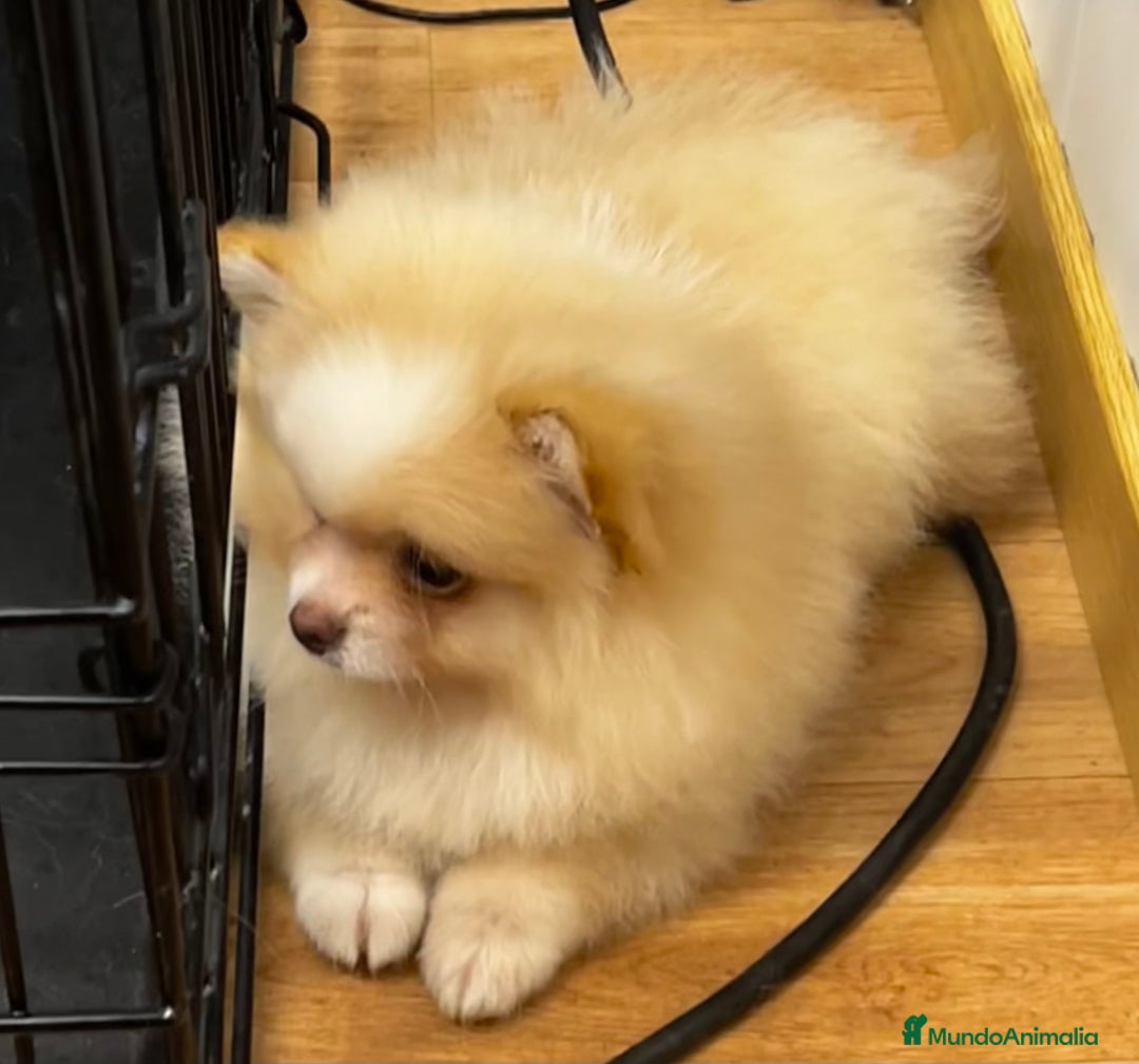 Pomerania perros en venta: Pomerania - Anuncio 6