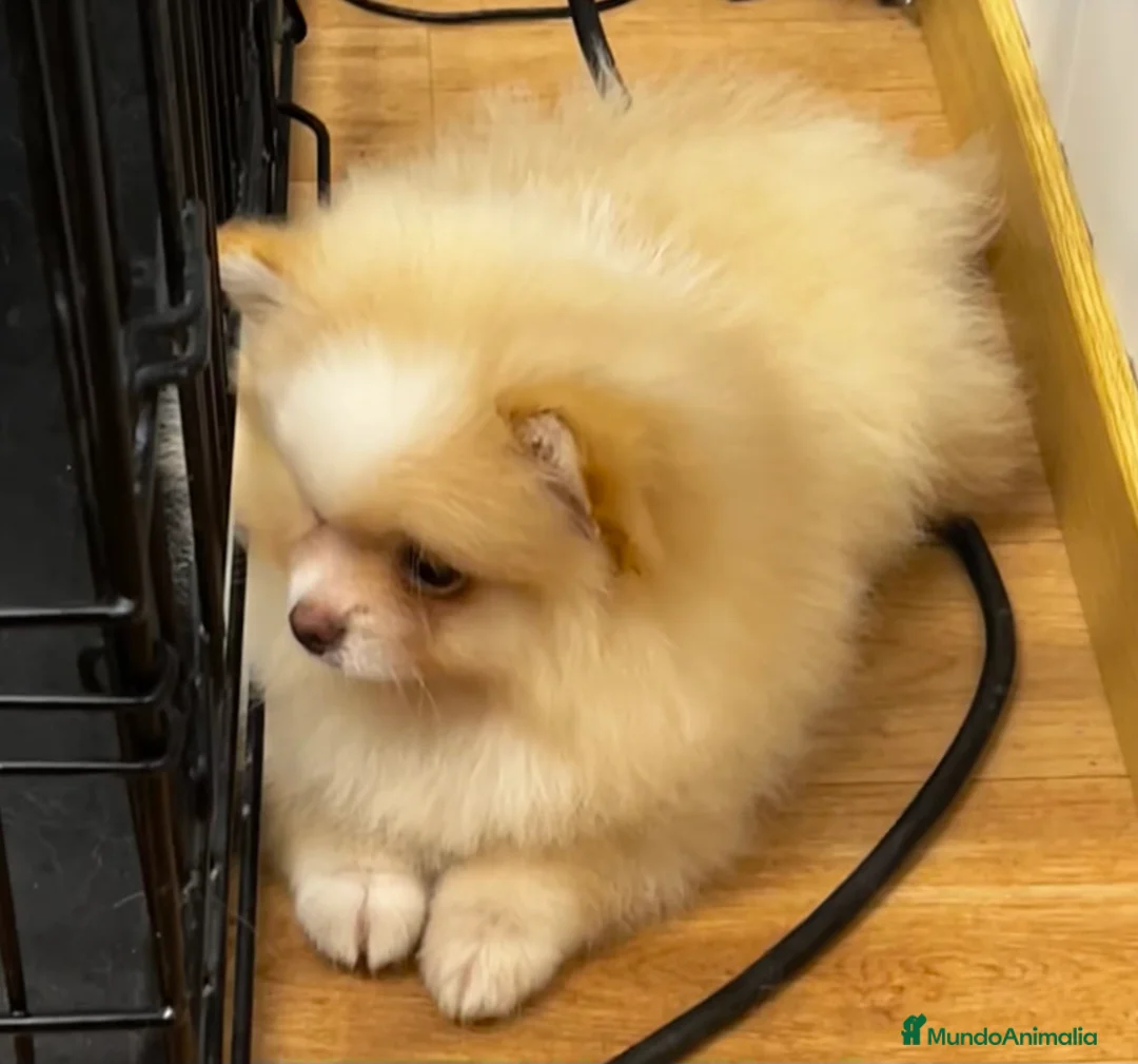 Pomerania perros en venta: Pomerania - Anuncio 8