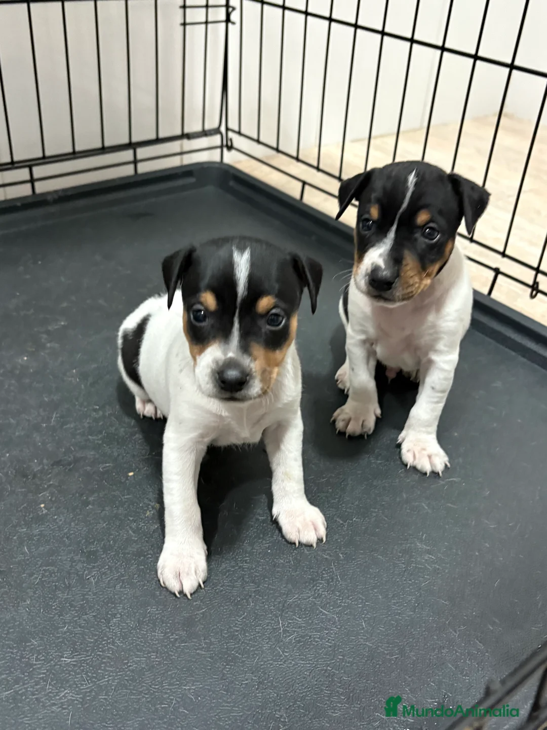 Gos Rater Valencià perros en venta: Cachorros ratonero valenciano gran calidad  - Anuncio 11