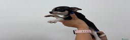Chihuahua perros en venta: Chihuahua, blue, tricolor macho y hembra  - Anuncio 4