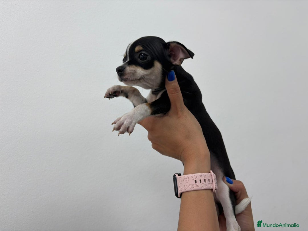 Chihuahua perros en venta: Chihuahua, blue, tricolor macho y hembra  - Anuncio 4
