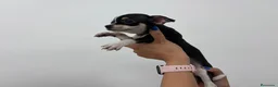 Chihuahua perros en venta: Chihuahua, blue, tricolor macho y hembra  - Anuncio 4