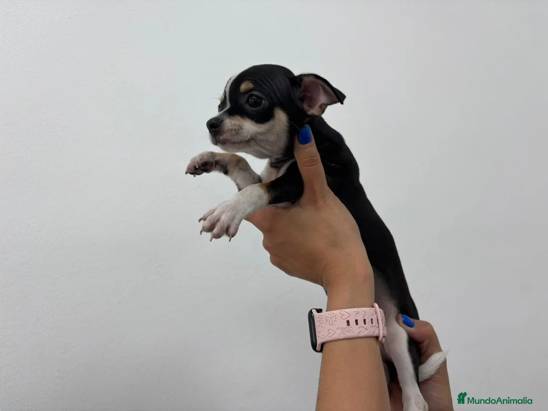Chihuahua perros en venta: Chihuahua, blue, tricolor macho y hembra  - Anuncio 4