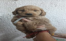 Goldendoodle perros en venta: Goldendoodle - Imagen 5