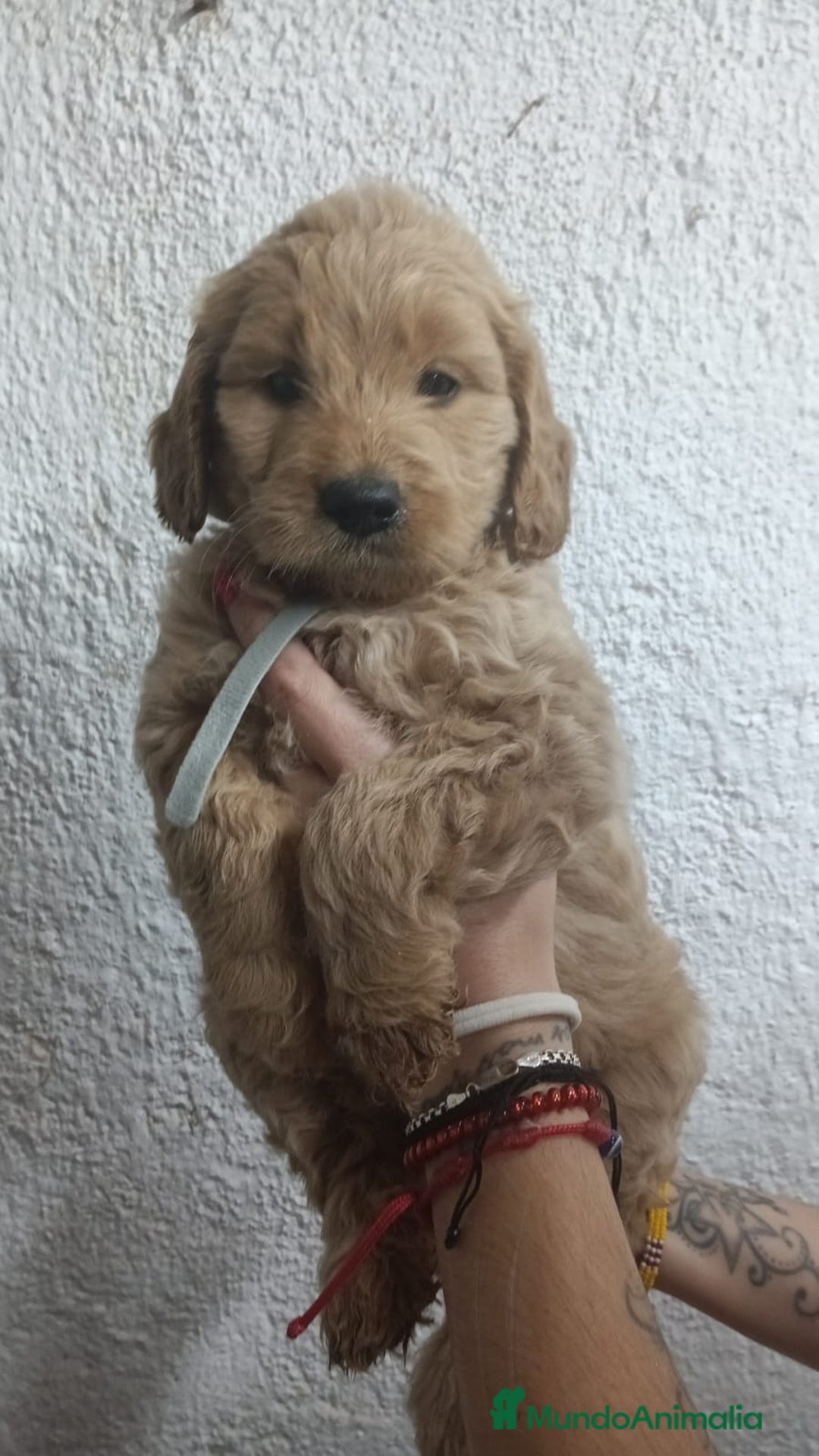 Goldendoodle perros en venta: Goldendoodle - Imagen 5