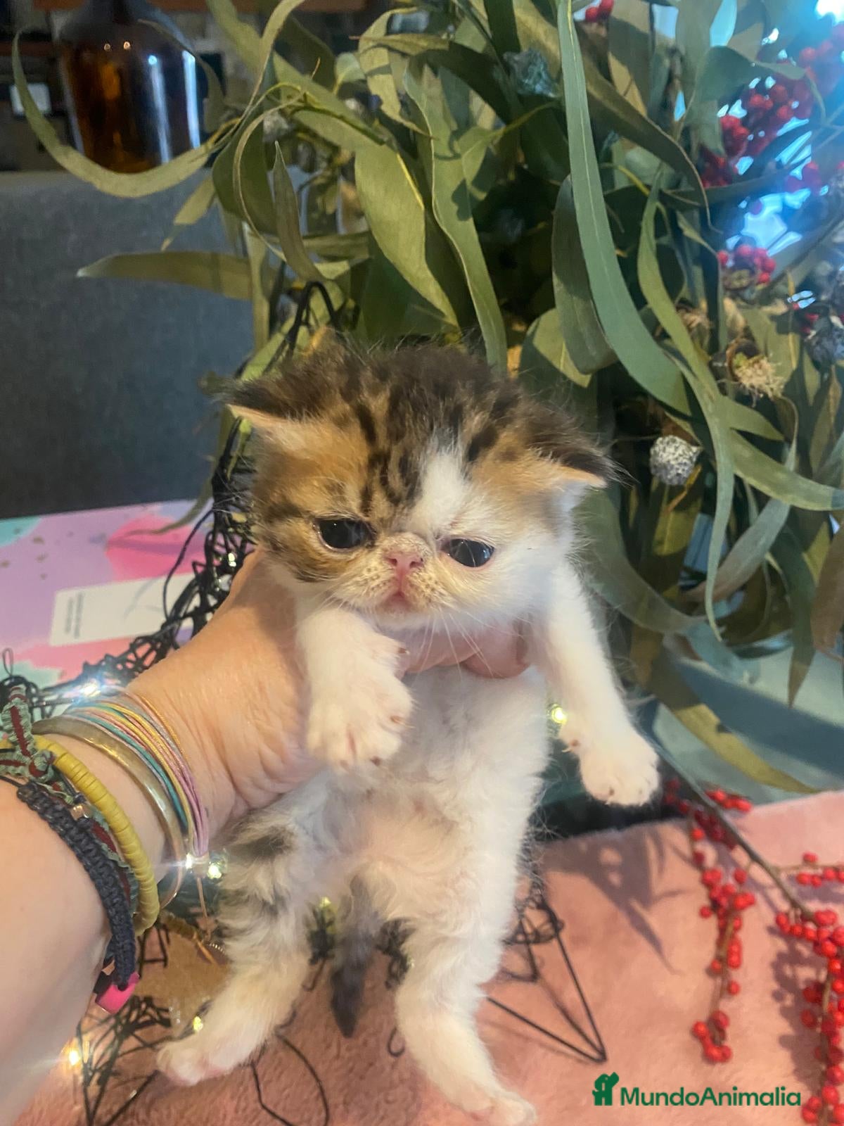 Exótico de Pelo Corto gatos PERSAS EXOTICOS - Anuncio 1