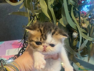 Exótico de Pelo Corto gatos PERSAS EXOTICOS - Anuncio 1