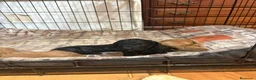 Caniche Toy perros en venta: CANICHE TOY - Anuncio 10