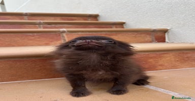 Pomchi perros - Anuncio 9