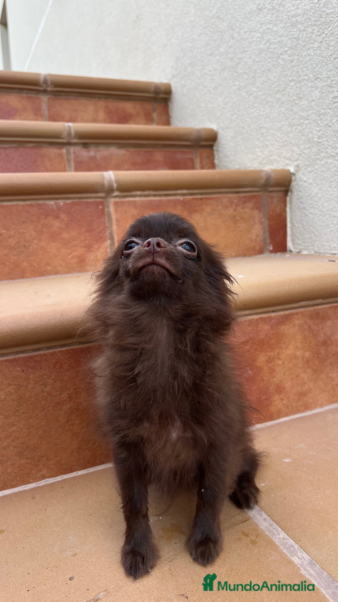Pomchi perros en venta: Pomchi macho  - Imagen 3