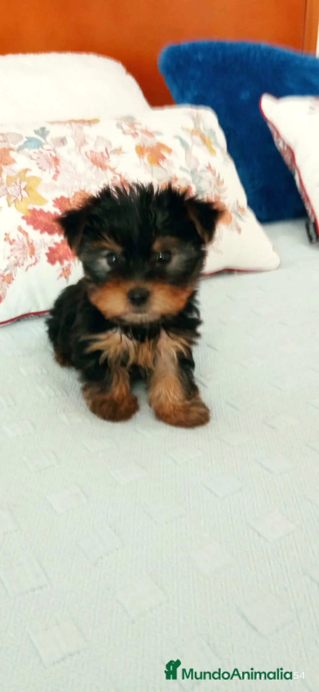 Yorkshire Terrier perros en venta: Yorkshire Terrier - Anuncio 2