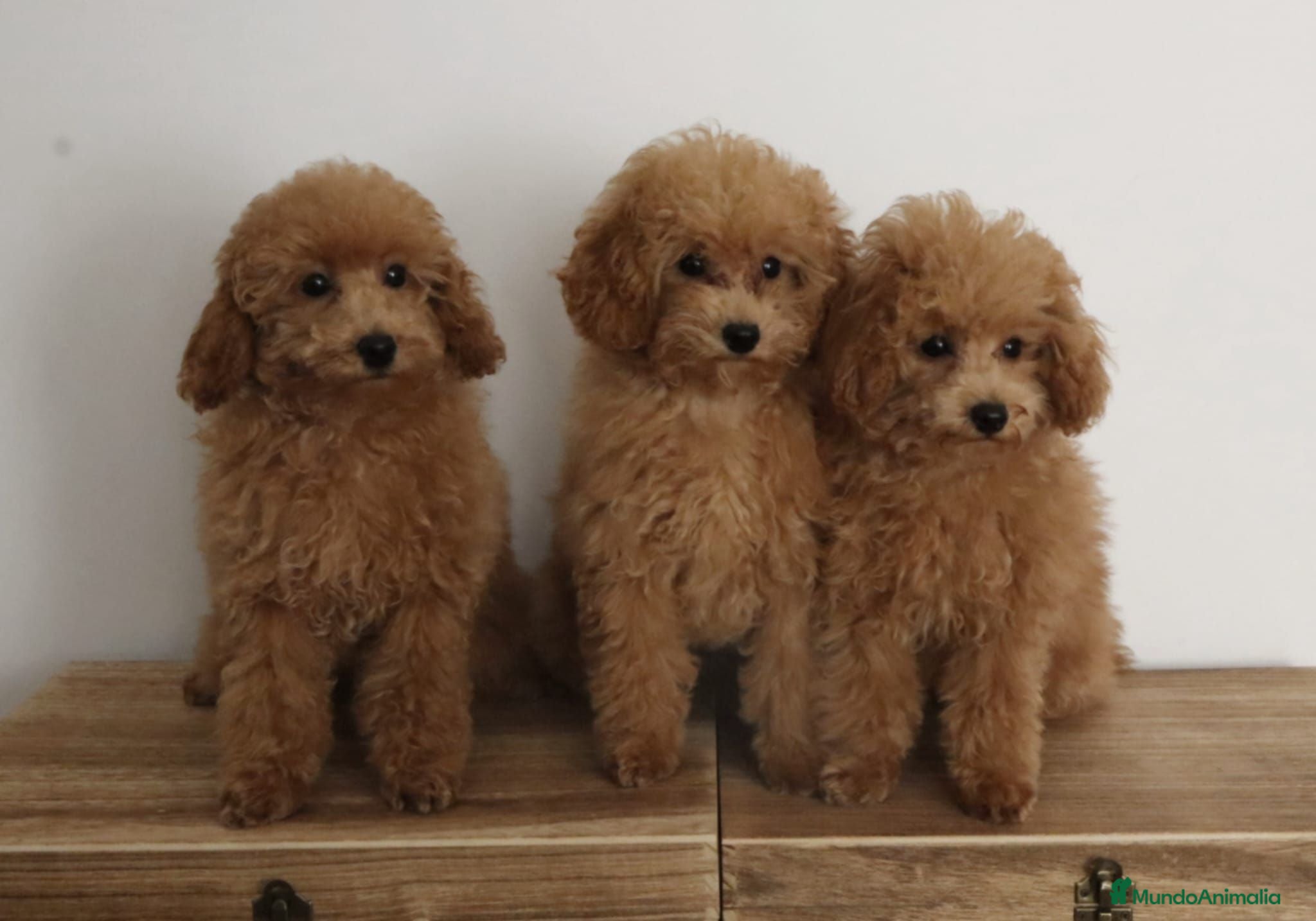 Caniche Toy perros Caniches toy machos - Anuncio 1
