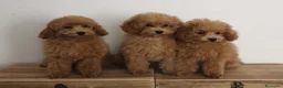 Caniche Toy perros en venta: Caniches toy machos - Anuncio 1