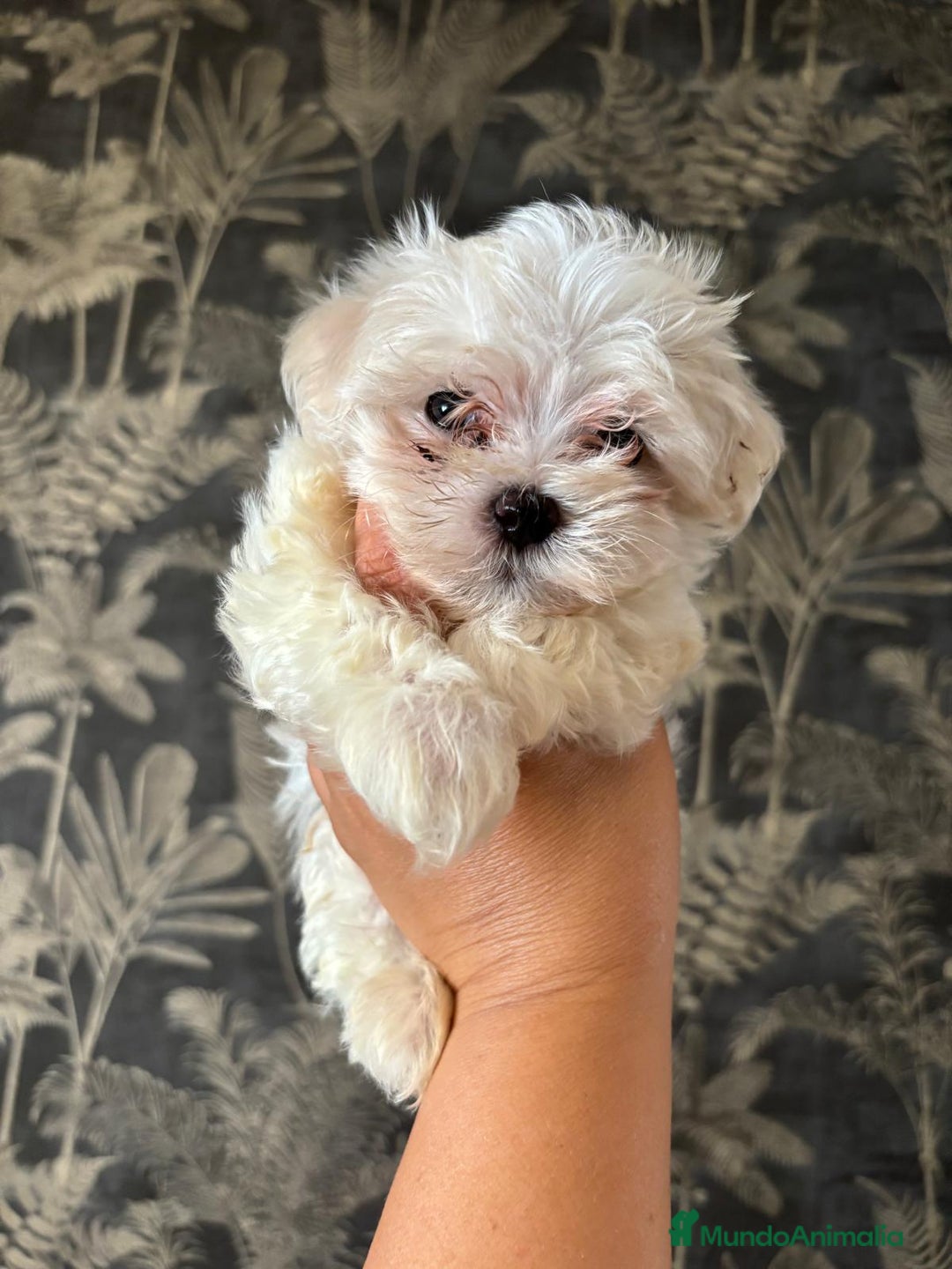 Bichón Maltés perros en venta: Bichón Maltés mini - Imagen 3