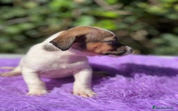 Jack Russell Terrier perros en venta: Jack Russell tricolor  - Imagen 4
