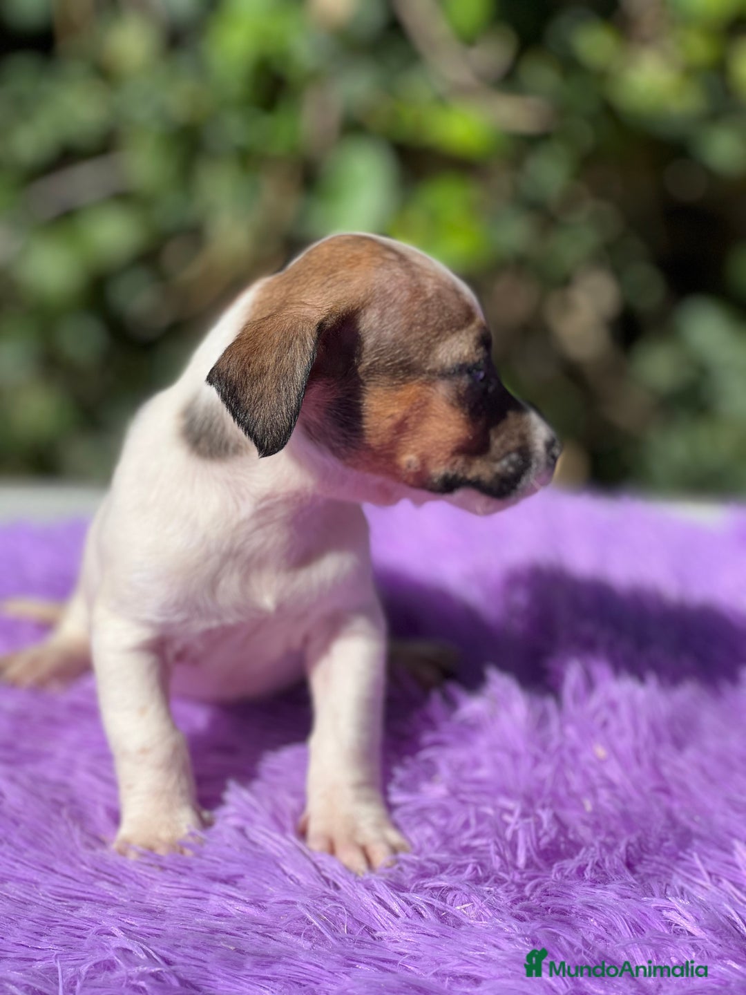 Jack Russell Terrier perros en venta: Jack Russell tricolor  - Imagen 4