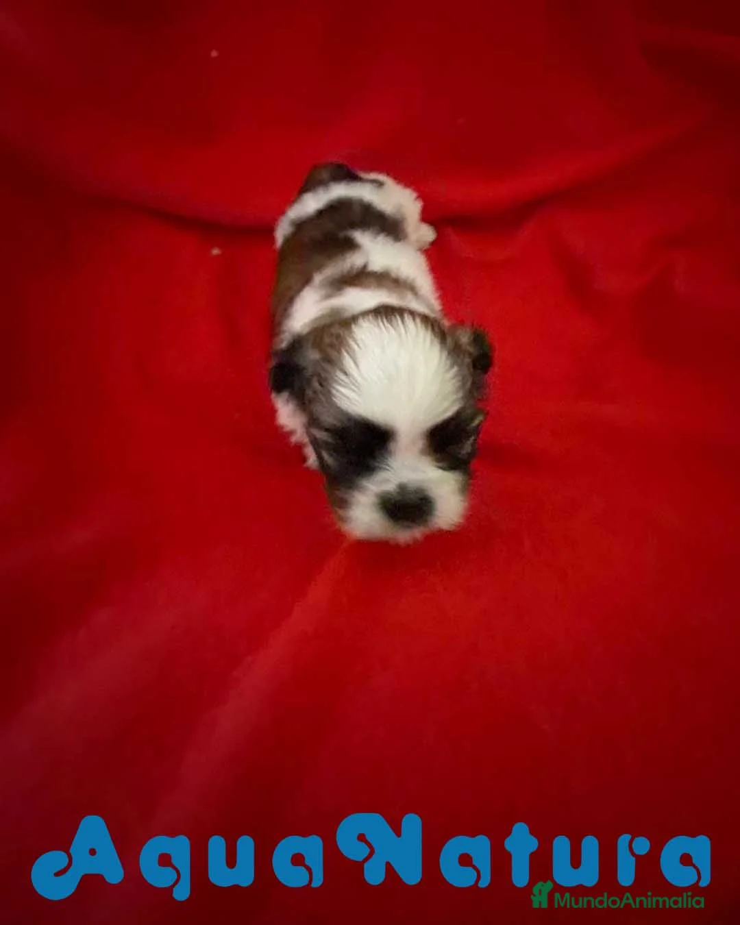 Shih Tzu perros en venta: Shih Tzu Hembra 1 de Ada y Newman AQUANATURA - Anuncio 2