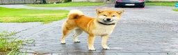 Shiba Inu perros en venta: SHIBA INU PONTEVEDRA - Anuncio 1