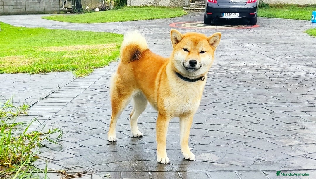 Shiba Inu perros en venta: SHIBA INU PONTEVEDRA - Anuncio 1