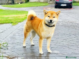 Shiba Inu perros SHIBA INU PONTEVEDRA - Anuncio 2