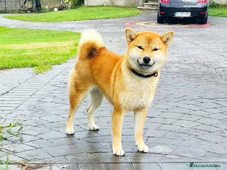 Shiba Inu perros SHIBA INU PONTEVEDRA - Anuncio 3